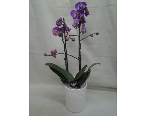 Орхидея в кашпа 